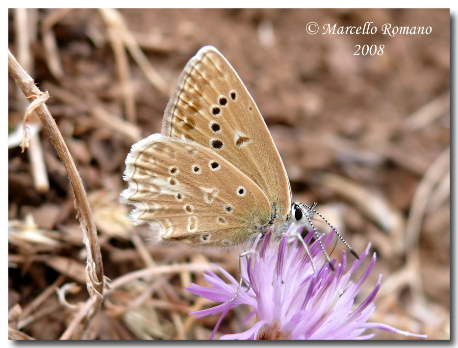 Polyommatus daphnis pallidecolor delle Madonie (PA).